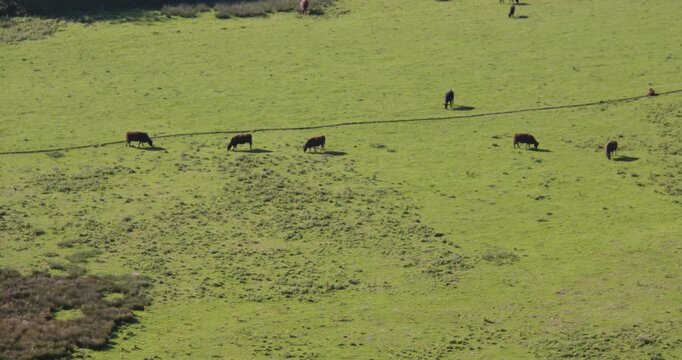 Long shot of cows grazing in an open field next to the Channel tunnel, Eurotunnel Terminal Building at Folkestone UK