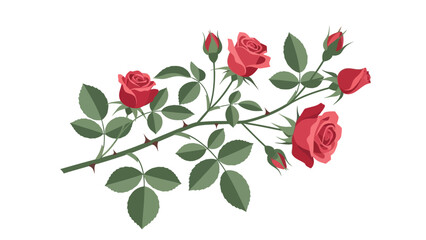 Red roses and buds on thorny branches against a white background