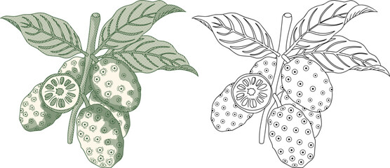the Noni fruit,as Morinda citrifolia or cheese fruit.classic vintage etching style.for high-end herbal supplement packaging, traditional medicine branding, and organic health products.