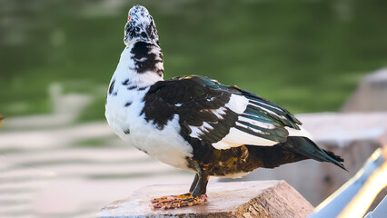 Muscovy Duck Standing in the water, Black and white Muscovy Duck standing on a stone edge with a...