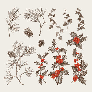 Winter plant set. Vintage hand-drawn botanical elements: pine, holly, ivy, pinecones and berries. Vector illustrations