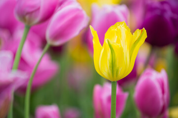 63821-22809 Yellow, pink and purple tulips, Chicago Botanic Garden, Glencoe, IL