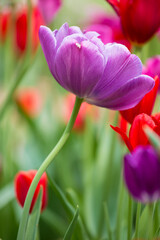 Obraz premium 63821-22901 Purple and red tulips, Cantigny Park, Wheaton, IL