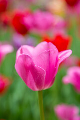 Obraz premium 63821-22905 Pink and red tulips, Cantigny Park, Wheaton, IL