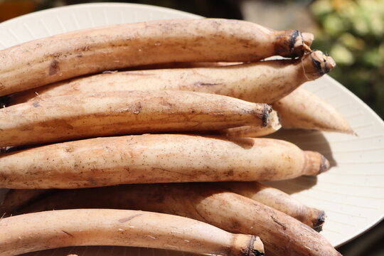 Whole farm fresh Lotus root, also known as renkon, nandru is the edible rhizome of the sacred lotus plant, Nelumbo nucifera, traditional Asian cooking ingredient