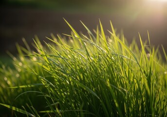 Obraz premium Closeup of green grass blades in sunlight with blurry background outdoors