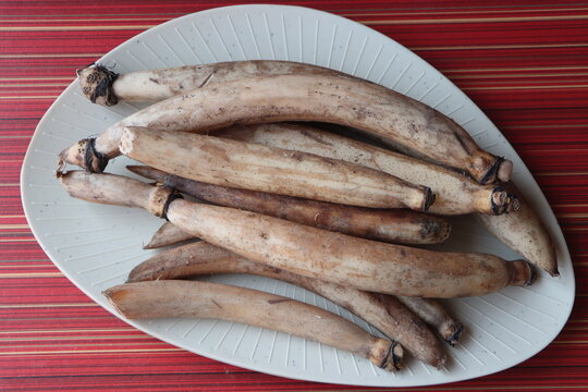 Whole farm fresh Lotus root, also known as renkon, nandru is the edible rhizome of the sacred lotus plant, Nelumbo nucifera, traditional Asian cooking ingredient