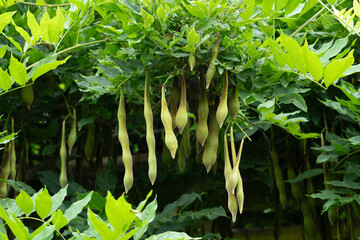 Seed pods of Wisteria sinensis, commonly known as Chinese wisteria.