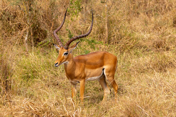 Naklejka premium Male Impala buck in Akagera National Park in Rwanda Africa RWA