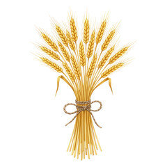 Fototapeta premium Golden Wheat Sheaf Tied with Twine on White Background