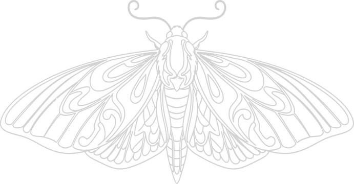 A detailed line drawing of a moth with intricate patterns on its wings