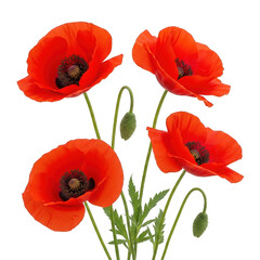 Naklejka premium Vibrant red poppies with green stems and buds isolated on transparent background