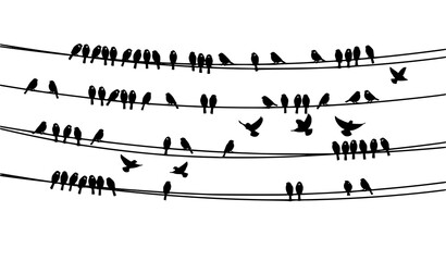 Fototapeta premium Minimal Bird Silhouette Scene with Sparrows and Bullfinches on Power Lines