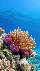 Obraz premium Vibrant sea anemone on coral reef under clear blue ocean water