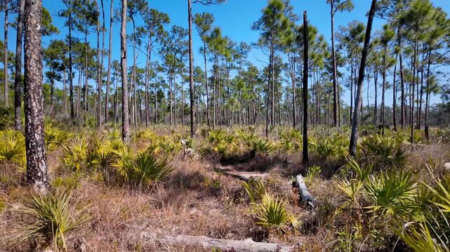 Scenic Florida pine flatwoods forest natural landscape in Everglades National park.