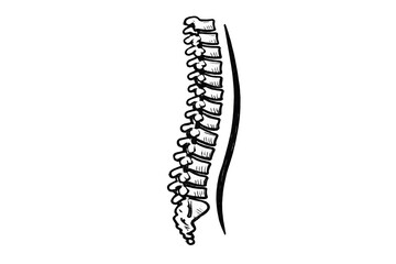 Spinal column sketch. Human backbone anatomy showing vertebrae for medical, health, and chiropractic concepts on transparent background