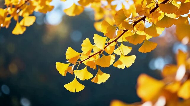 Golden ginkgo leaves in sunlight