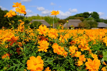 ひたち海浜公園　みはらしの里のキバナコスモスと茅葺民家
