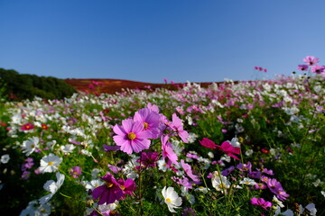 ひたち海浜公園みはらしの丘　コスモスとコキア