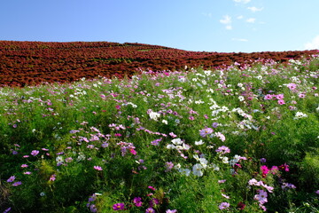 ひたち海浜公園みはらしの丘　コスモスとコキア