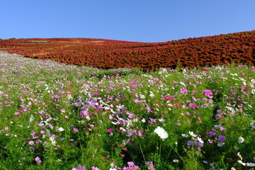ひたち海浜公園みはらしの丘　コスモスとコキア