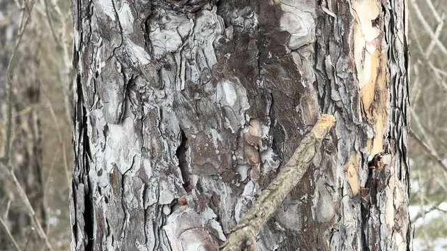 A dry wooden stick is rubbed against the thick, textured bark of a pine tree trunk. This contact between the wood and the rough surface creates a distinct, dry rustling sound.