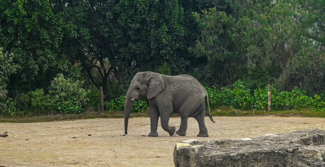 Elefante  © VICTORJOEL