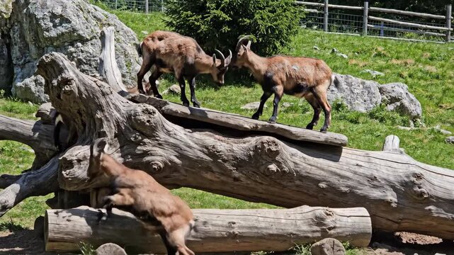Brown goats climbing and playing on a large fallen tree trunk. Group of goats interacting in a rocky mountain habitat. Wildlife and nature concept