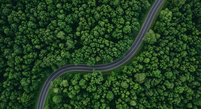 Top-down aerial drone view of tropical Indonesian rainforest, dense lush green canopy with rich natural texture, winding asphalt road forming elegant S-curve leading line through the forest
