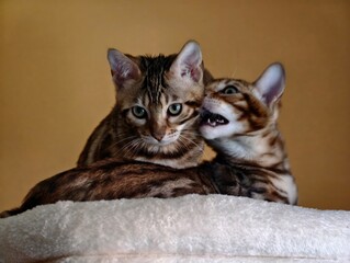 Two playful bengal kittens interacting closely showing affection and mock aggression on a soft surface