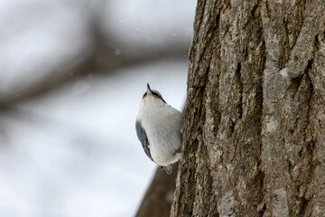 雪の中幹に止まるシロハラゴジュウカラ Small bird on tree bark winter wildlife White-breasted Nuthatch 