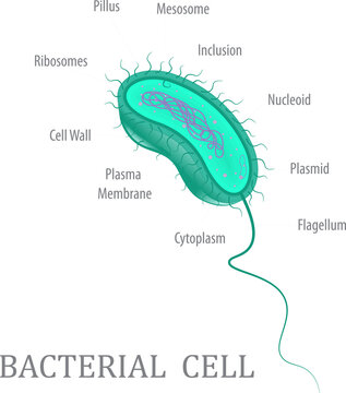Bacterial Cell Anatomy Diagram with Labelled Structure &ndash; Prokaryotic Cell Illustration on Black Background.
