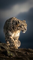 Fototapeta premium Majestic snow leopard traversing rocky landscape under dark skies in the himalayas
