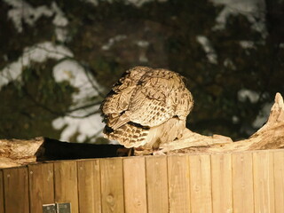 生け簀に魚を捕りにくるシマフクロウ