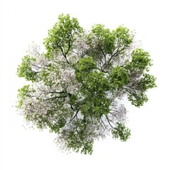 Obraz premium Lush tree top view