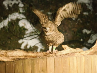 生け簀に魚を捕りにくるシマフクロウ