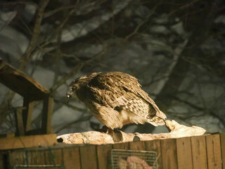 生け簀に魚を捕りにくるシマフクロウ