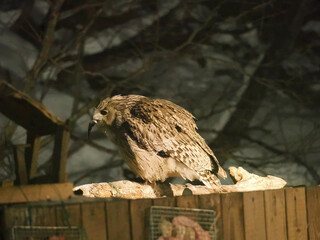 生け簀に魚を捕りにくるシマフクロウ