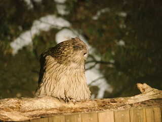 生け簀に魚を捕りにくるシマフクロウ