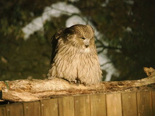 生け簀に魚を捕りにくるシマフクロウ