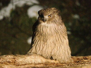生け簀に魚を捕りにくるシマフクロウ