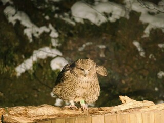 生け簀に魚を捕りにくるシマフクロウ