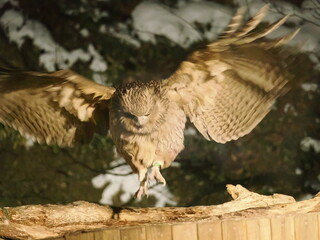 生け簀に魚を捕りにくるシマフクロウ