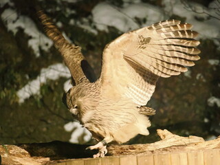 生け簀に魚を捕りにくるシマフクロウ