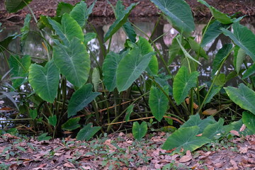 Lush green taro plants with large heart-shaped leaves growing by the water's edge