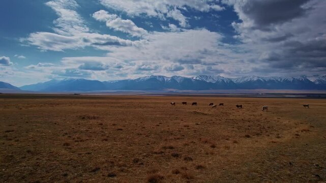 Beautiful landscape cow farming background snow peaks mountains Chuysky tract and blue sky with clouds. Altai Kurai steppe Russia, Aerial top view.