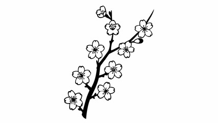 Fototapeta premium Beautiful cherry blossom branch in full bloom