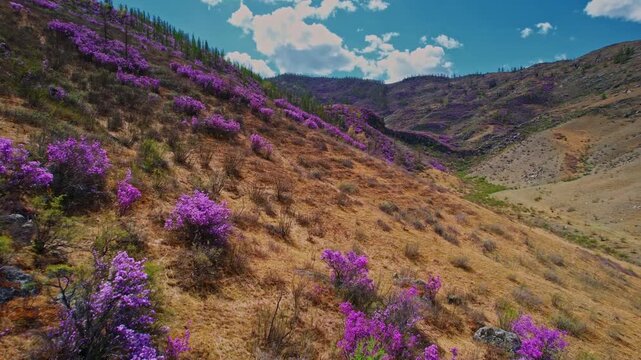 Aerial view Beautiful spring mountains blooming pink maralnik wild rosemary. Chuysky tract Altai, Siberia, Russia.