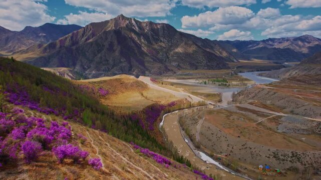 Beautiful spring mountains blooming pink maralnik wild rosemary. Chuysky tract Altai, Siberia, Russia, Drone aerial view.