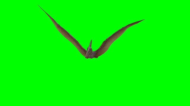 Pterodactyl flying against green screen for chroma keying
